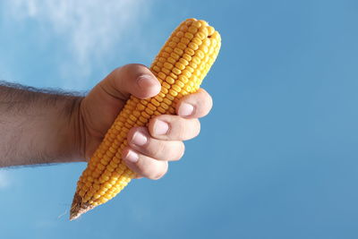 Cropped hand of man holding sweetcorn against blue sky