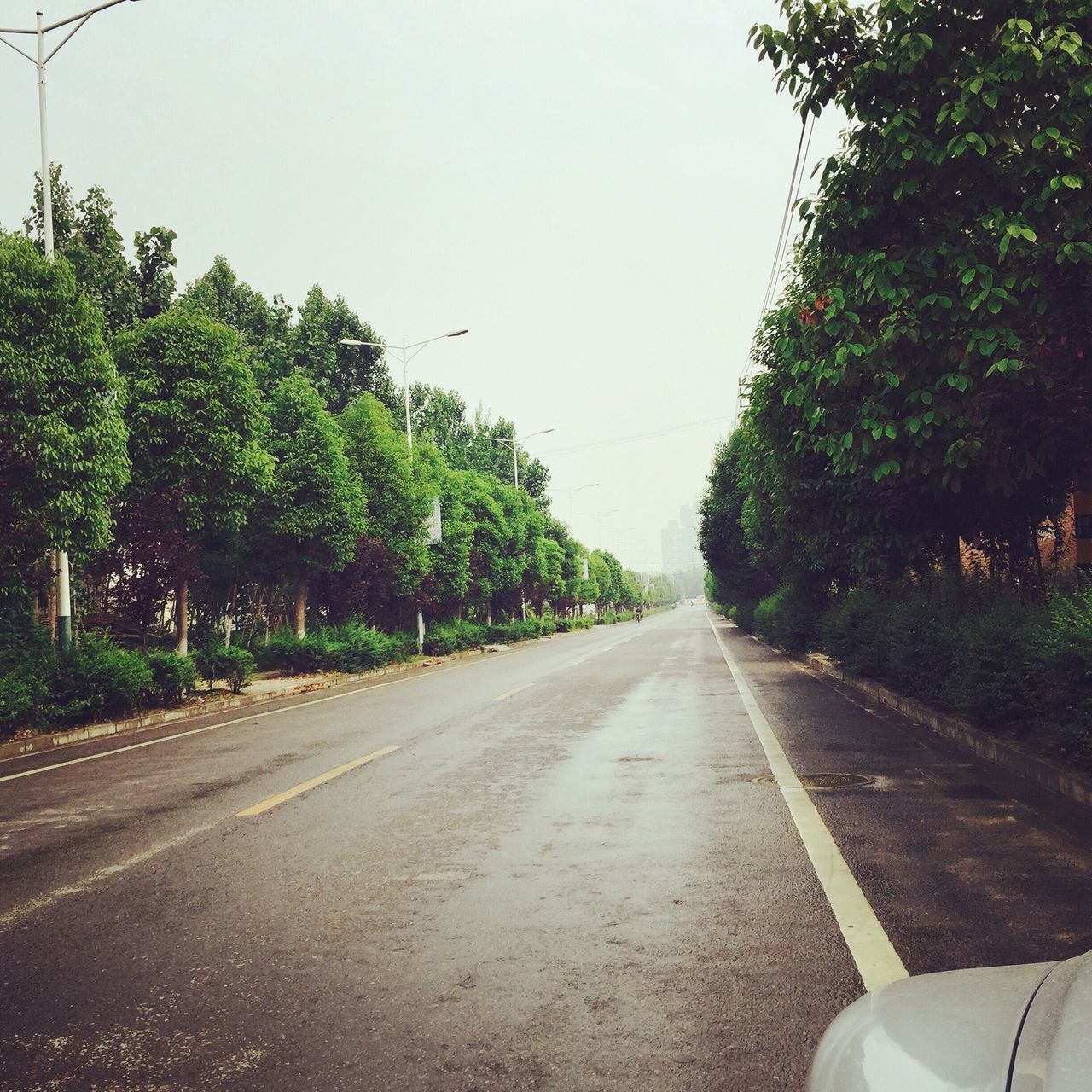 transportation, the way forward, road, tree, diminishing perspective, road marking, clear sky, vanishing point, mode of transport, country road, car, sky, windshield, asphalt, empty, long, empty road, land vehicle, street, copy space