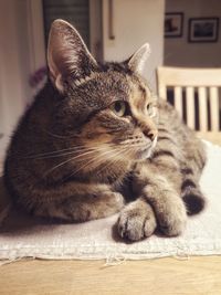 Close-up of a cat