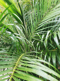 Full frame shot of plants