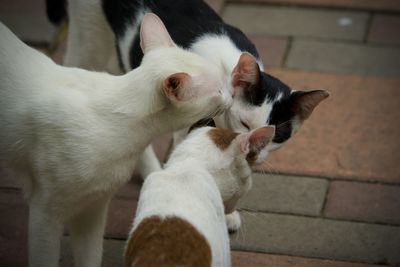 Close-up of a cat