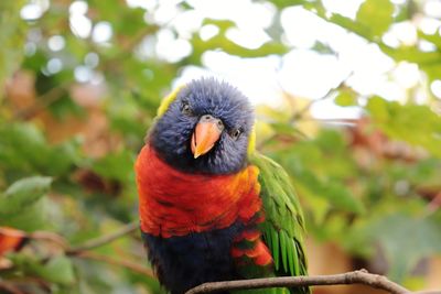 Close-up of rainbow lorikeet perching on branch