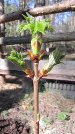 Close-up of plant