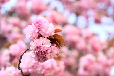 Pink flowers blooming on tree