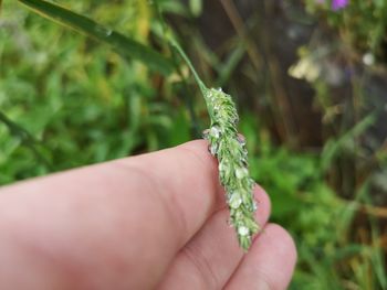 Close-up of hand holding small plant