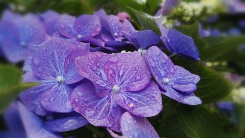 Close-up of water drops on purple flowers