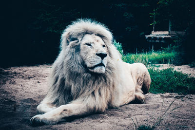 Lion sitting on a field