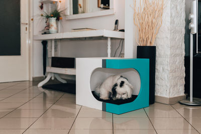 Dog relaxing on chair at home