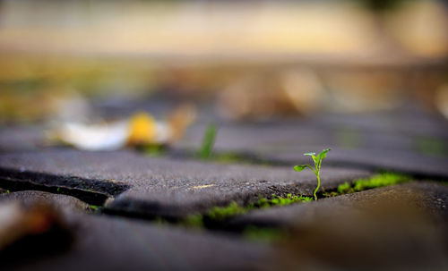 Surface level shot of plant growing on footpath