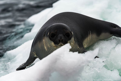 Portrait of seal on glacier by sea