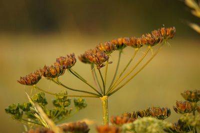 Close-up on flower