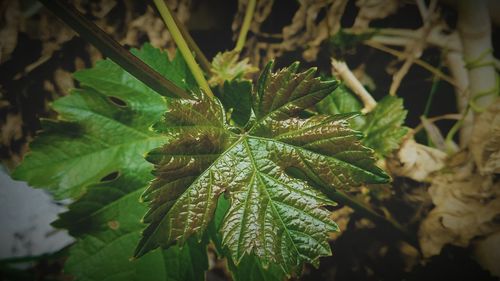 Close-up of fresh green plant