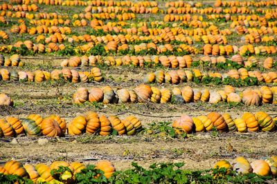 View of pumpkins in field