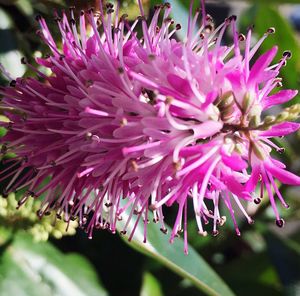 Close-up of pink flowers