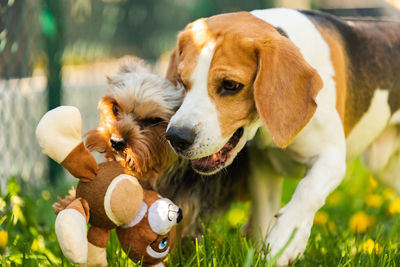 Cute yorkshire terrier dog and beagle dog chese each other in backyard.