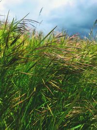 Close-up of grass growing on field against sky