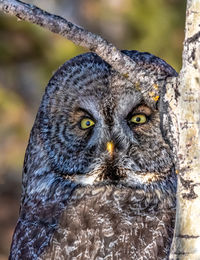 Close-up portrait of owl