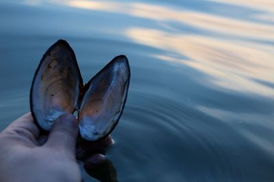 Close-up of hand holding crab