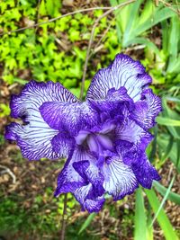 Close-up of purple iris flower