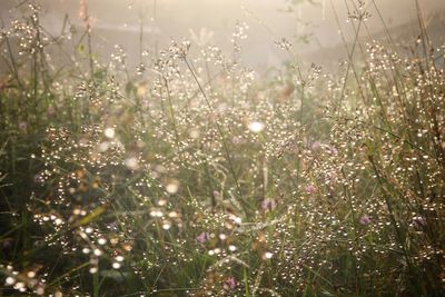 Close-up of flowering plants on field