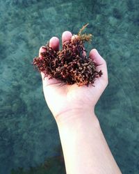 Cropped hand holding seaweed