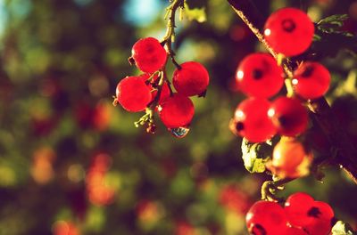 Close-up of red berries growing on tree