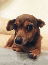 Close-up of a dog looking away