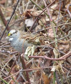 Close-up of bird perching on a field