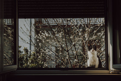 Cat looking through window