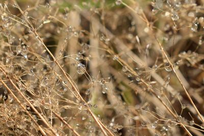 Close-up of plants against blurred background