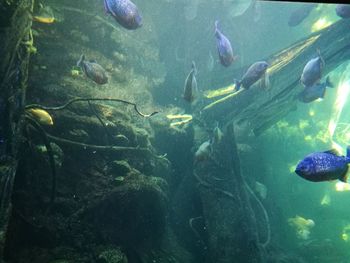 Close-up of fish swimming in sea