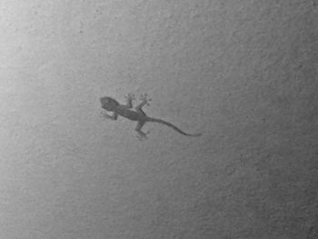 Close-up of lizard swimming underwater
