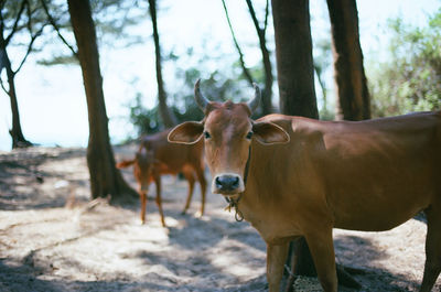 Cows grazing in the ground