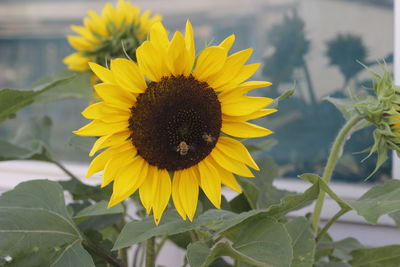 Close-up of sunflower