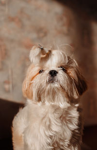 pet