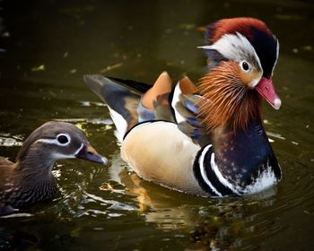 Close-up of duck swimming in lake