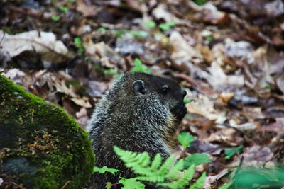 Close-up of lizard on field