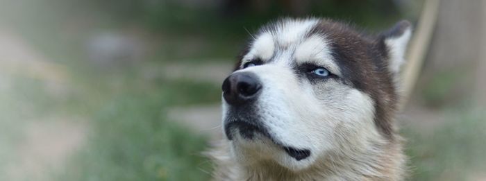 Close-up of dog looking away