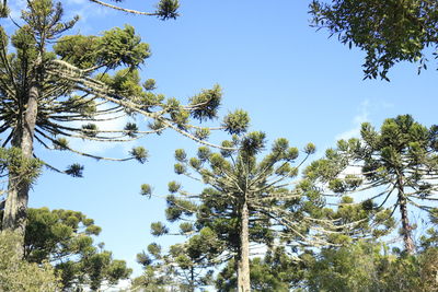 Low angle view of pine trees against sky