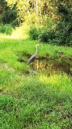 Bird on grass