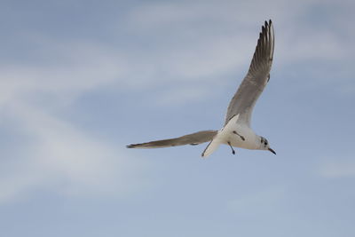 Low angle view of seagull flying in sky