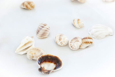 Close-up of seashells