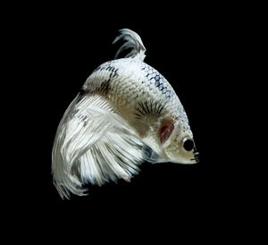 Close-up of jellyfish against black background