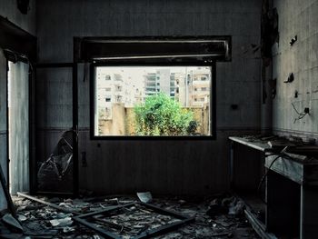 Plants in abandoned building