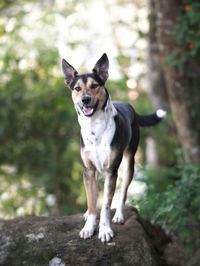 Portrait of dog standing on land