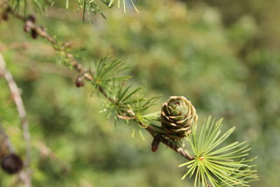 Close-up of crab on plant