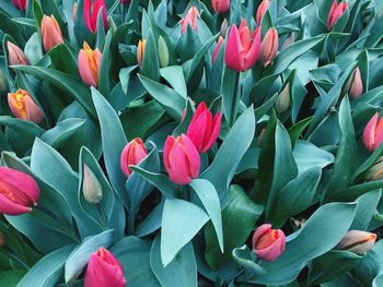 Close-up of pink tulips flower