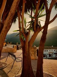Tree by sea against sky