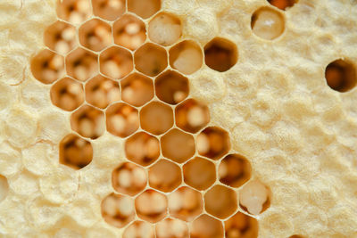 Full frame shot of coffee beans against wall