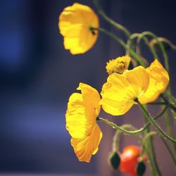 Close-up of yellow flower